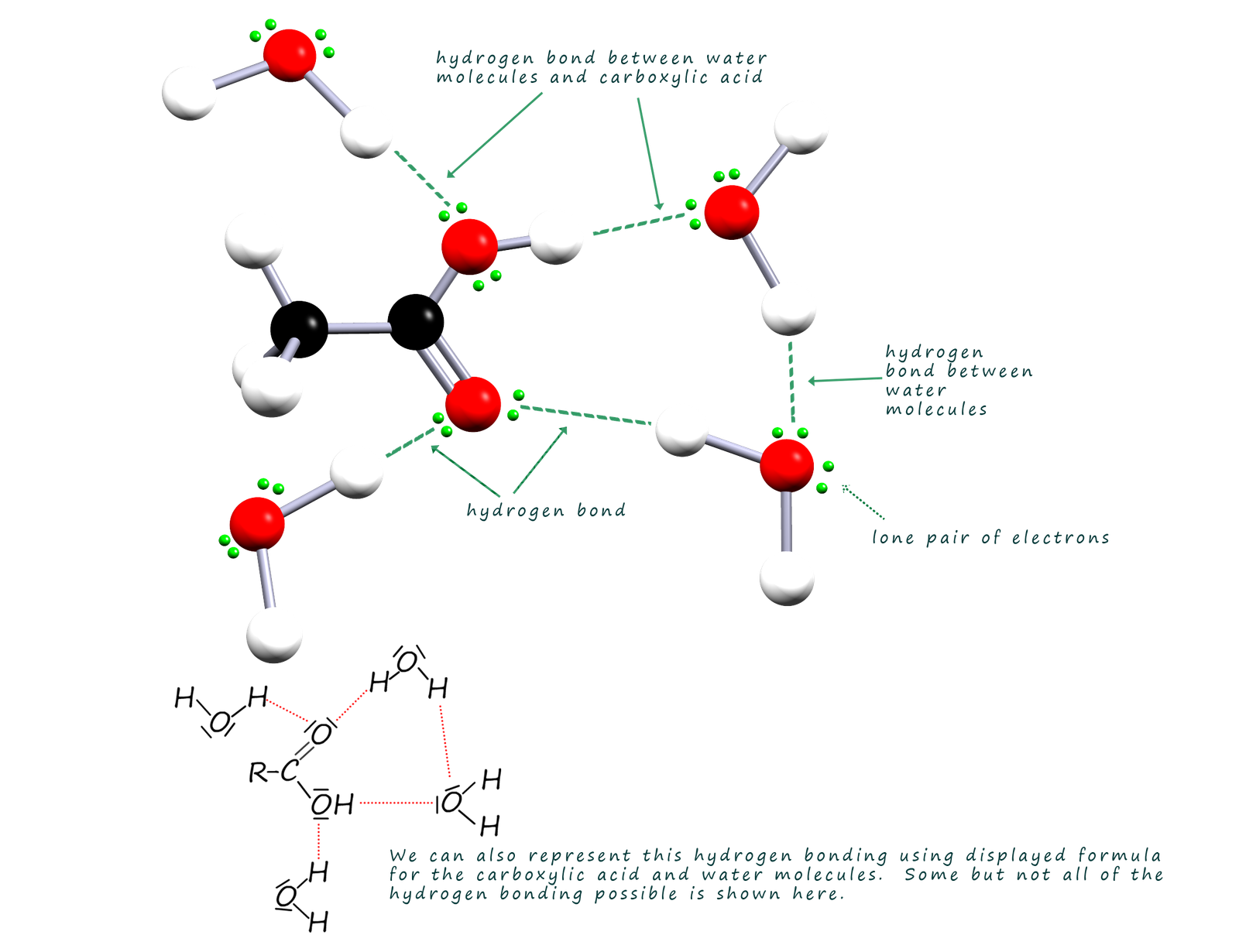 hydrogen bonding between carboxylic acids and water molecules